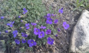 Skalka kvety modre autor foto Pavel Hanzal (c)