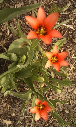 Tulipany botanicke autor foto Pavel Hanzal (c)