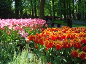 Tulipany Holandsko_autor foto Pavel Hanzal (c)